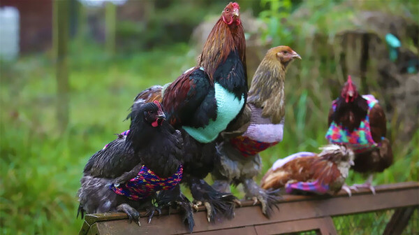 sweaters for chickens 3