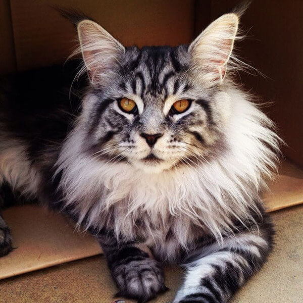 Maine Coon Cat