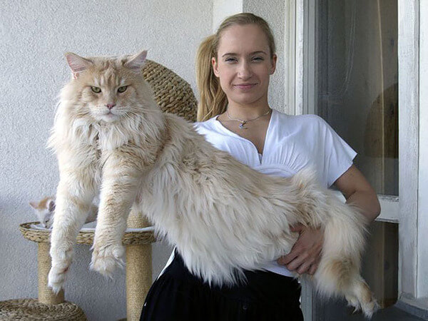 16 Giant Maine Coon Cats That Will Make You Feel Really Small