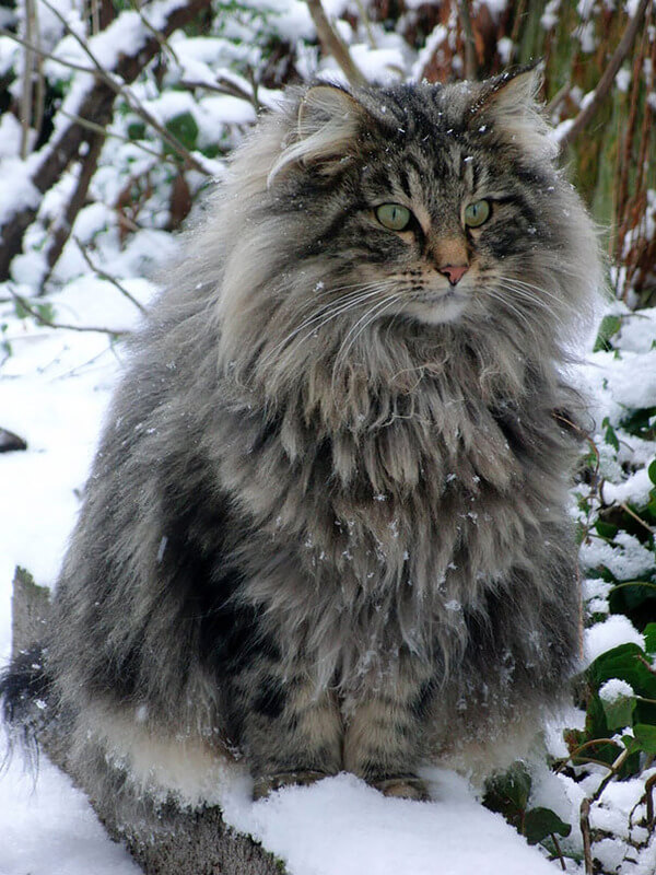 16 Giant Maine Coon Cats That Will Make You Feel Really Small