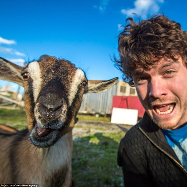 animals taking selfies 3