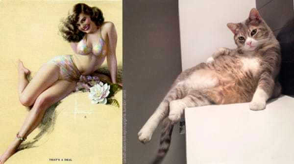 Cats that look like pin-up girls 6