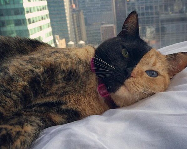 Venus The Two Faced Cat 11