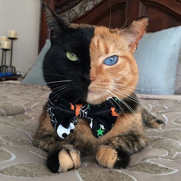 two face cat 7