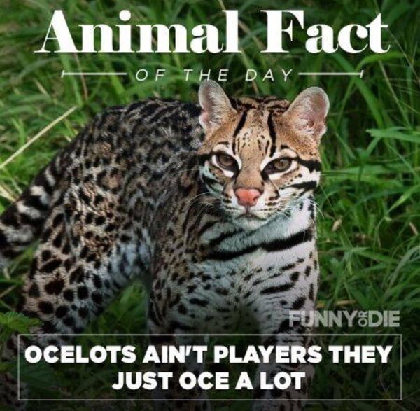 funny animal facts 8