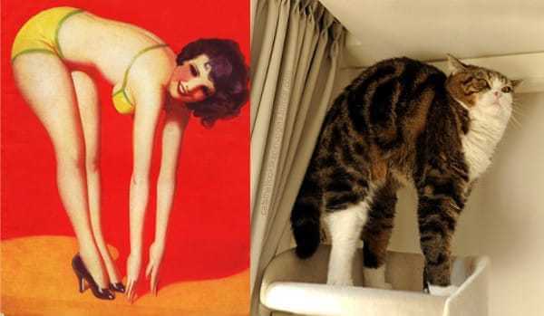 Cats that look like pin-up girls 12