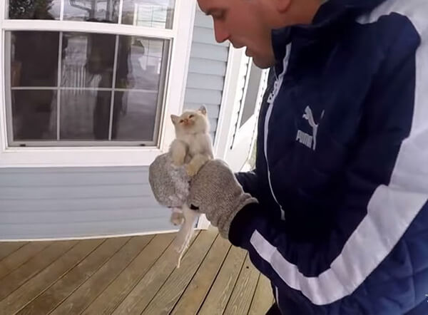 frozen kitten rescued 2
