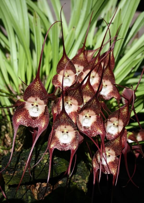 orchid species 3