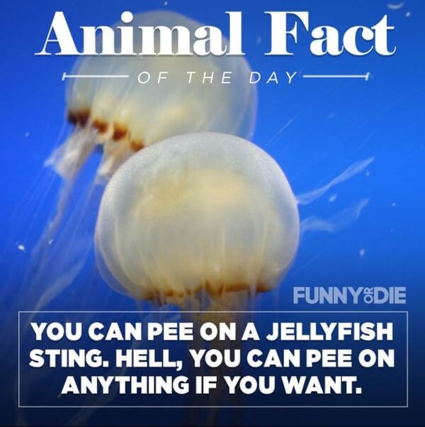 funny animal facts 2