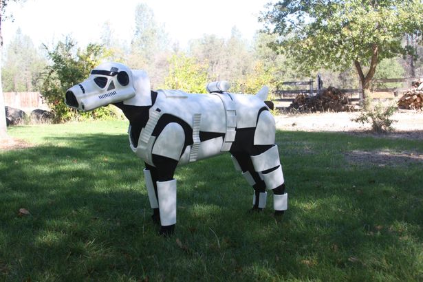 Storm Trooper Dog 2