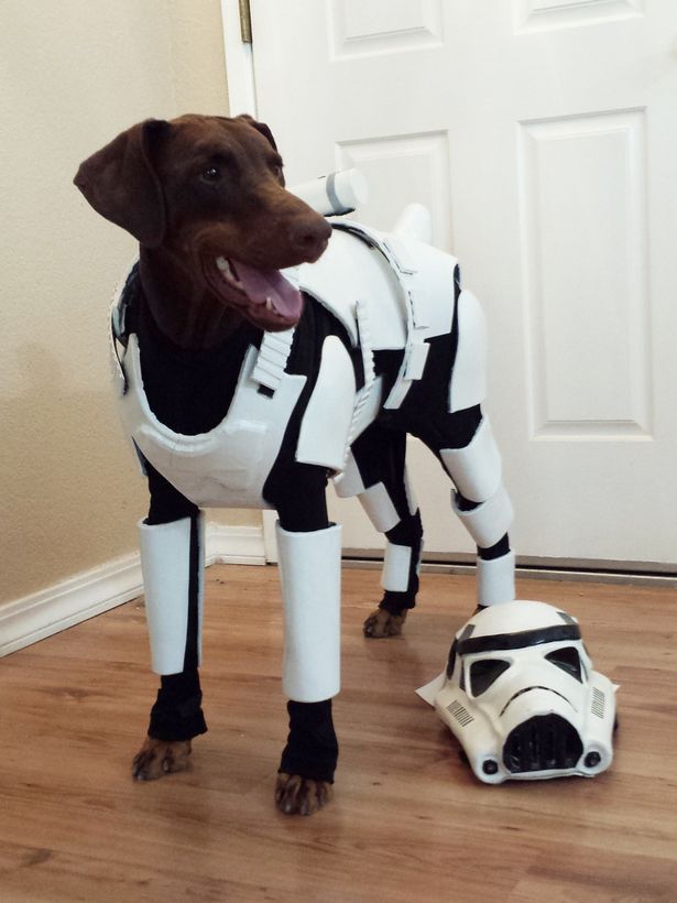Stormtrooper dog 3