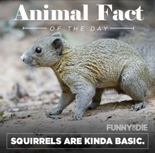 funny animal facts 9