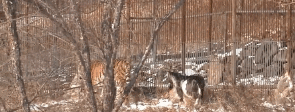 tiger and goat 3