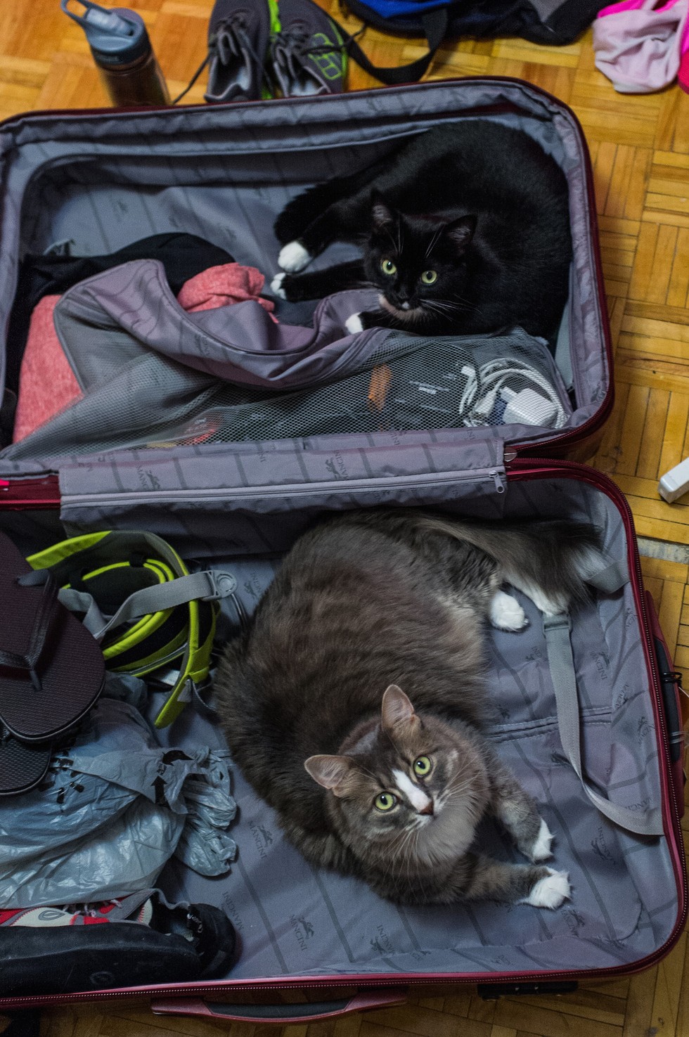 pets sitting in suitcase 10