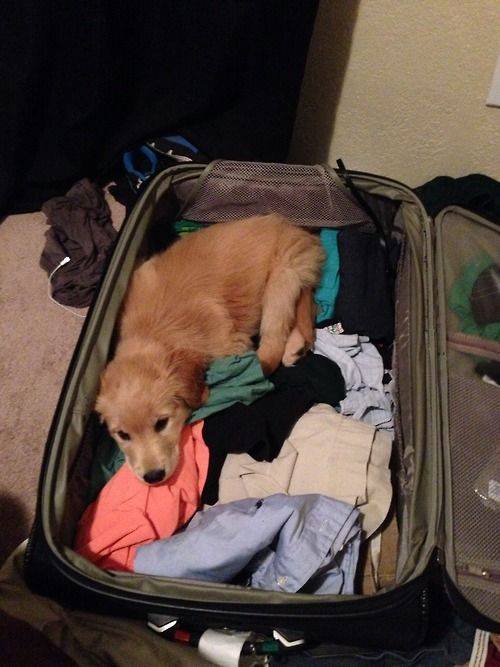 pets sitting in suitcase 11