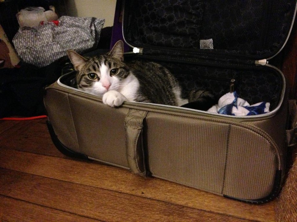 pets sitting in suitcase 12