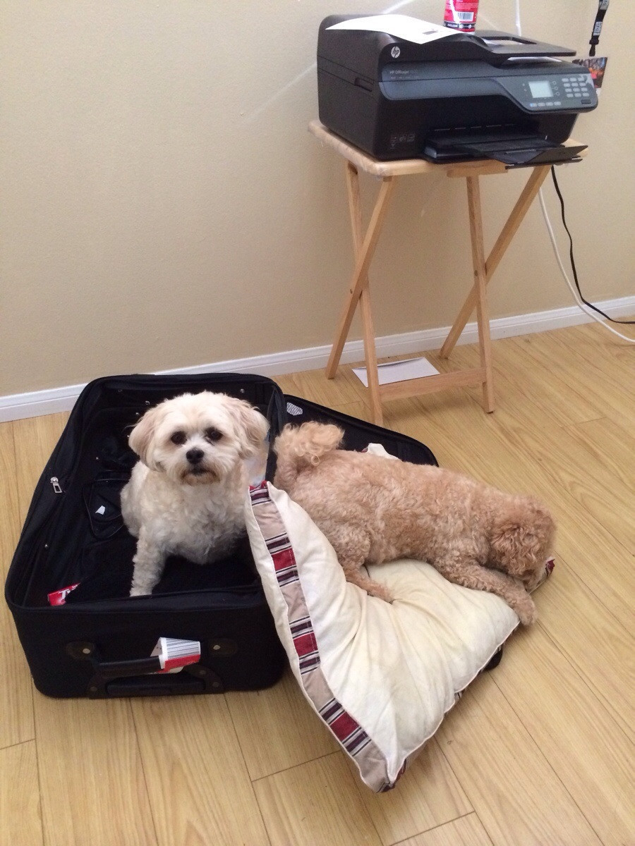 pets sitting in suitcase 13