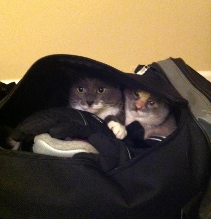 pets sitting in suitcase 14