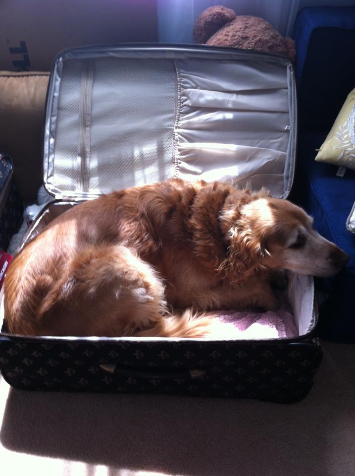 pets sitting in suitcase 15