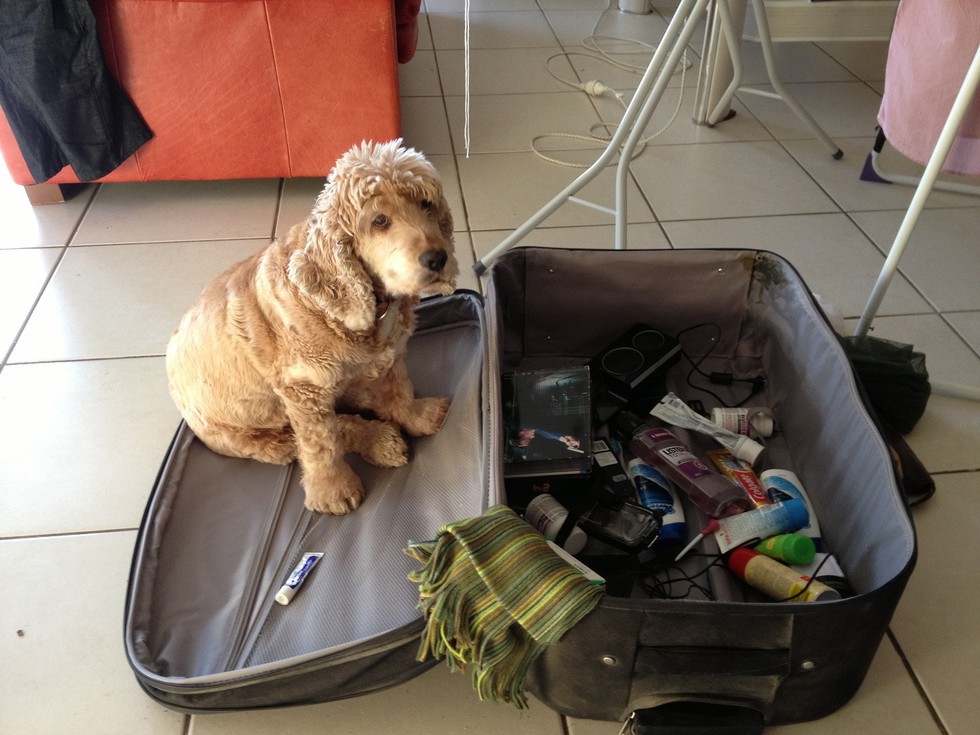 pets sitting in suitcase 17