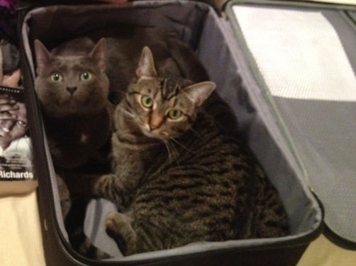 pets sitting in suitcase 2