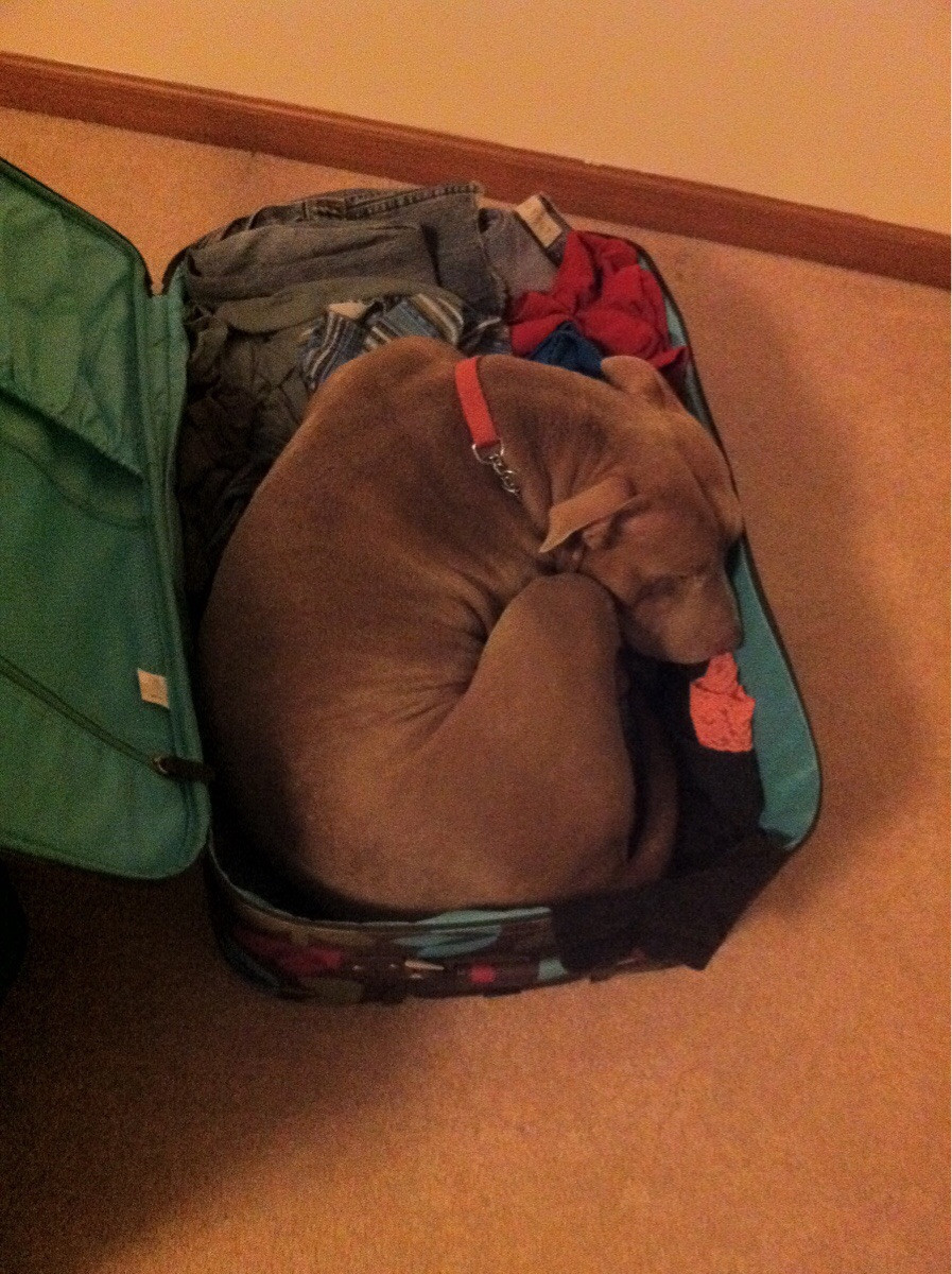 pets sitting in suitcase 3