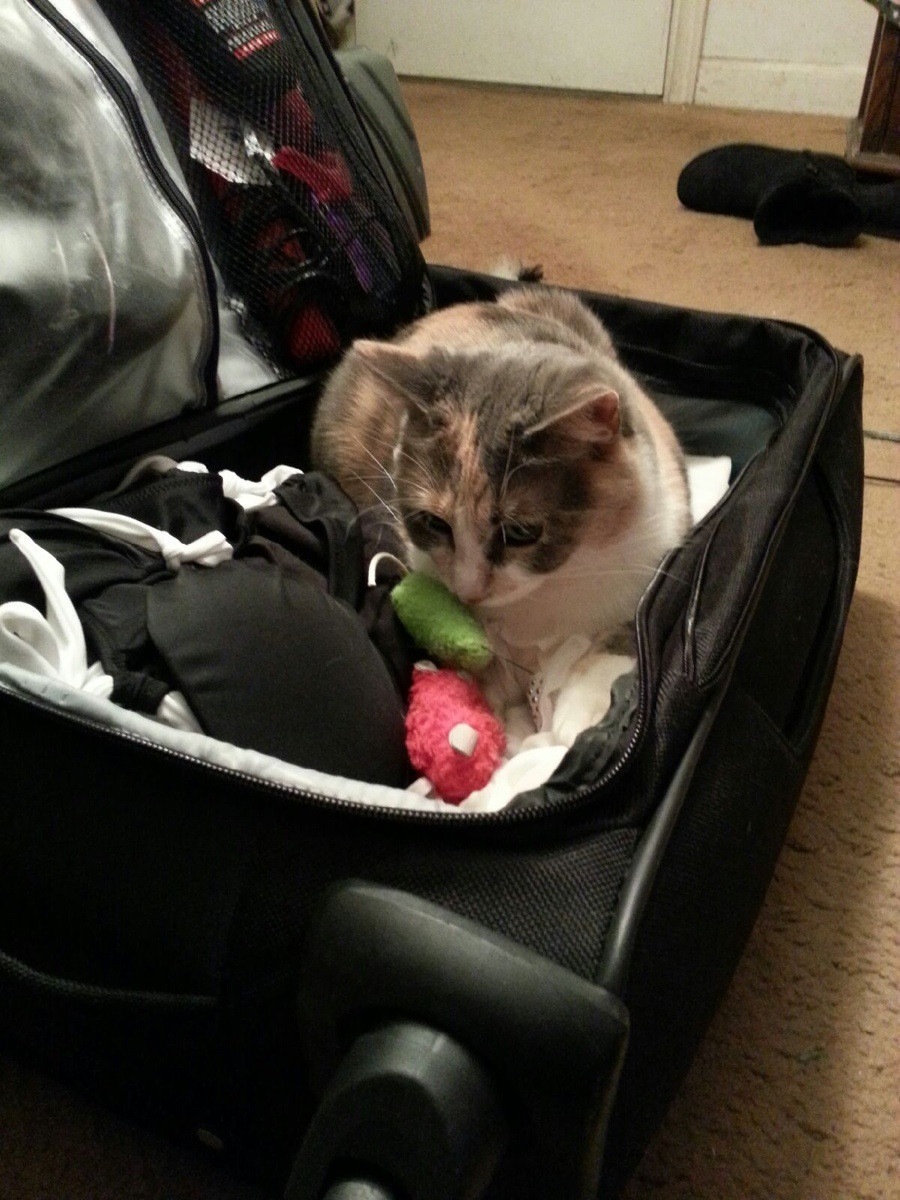 pets sitting in suitcase 4