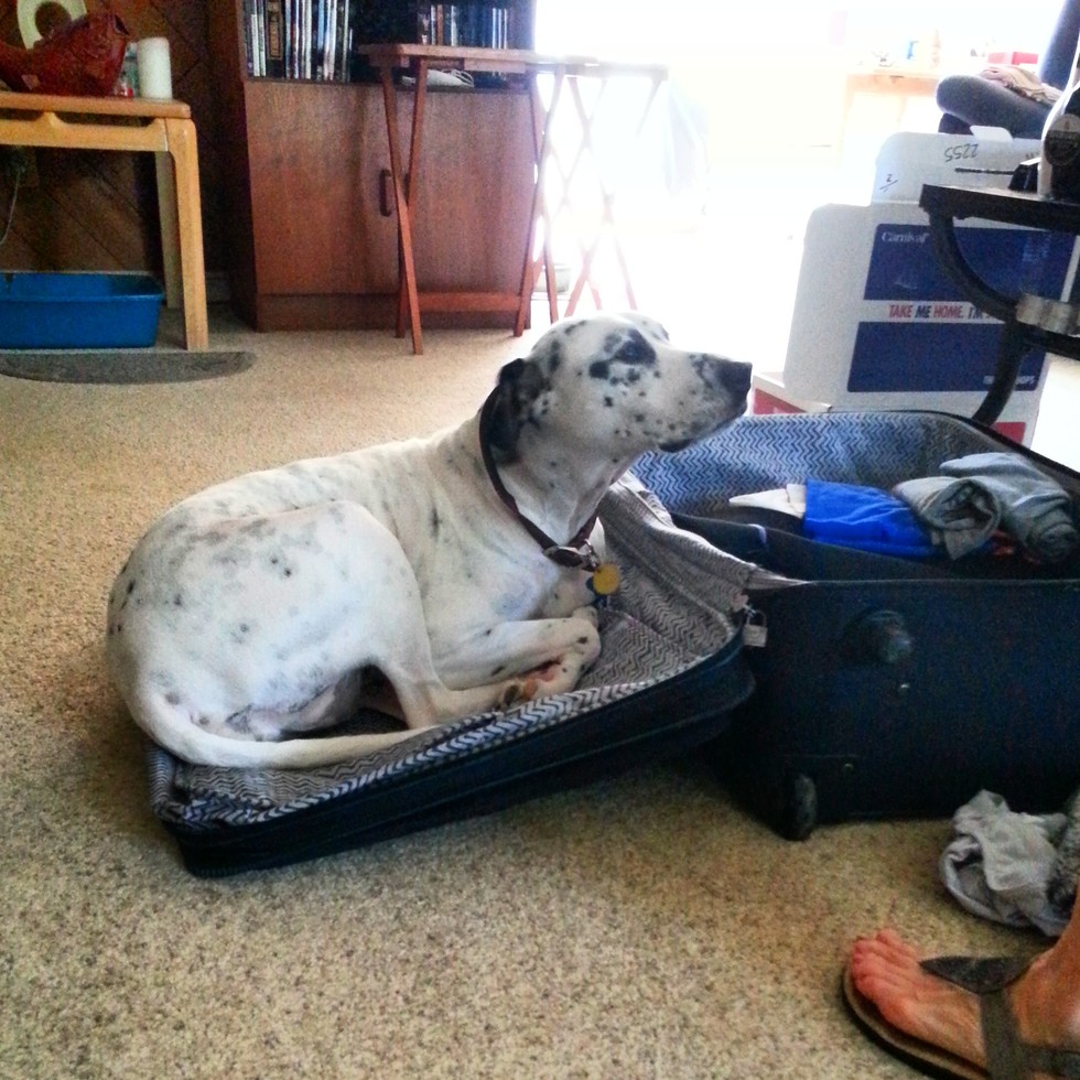 pets sitting in suitcase 5