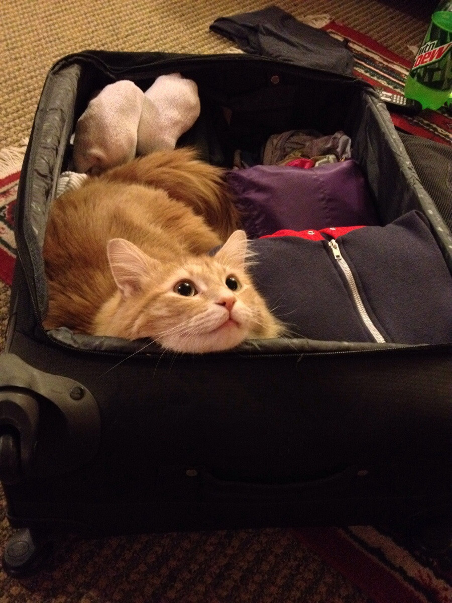 pets sitting in suitcase 6