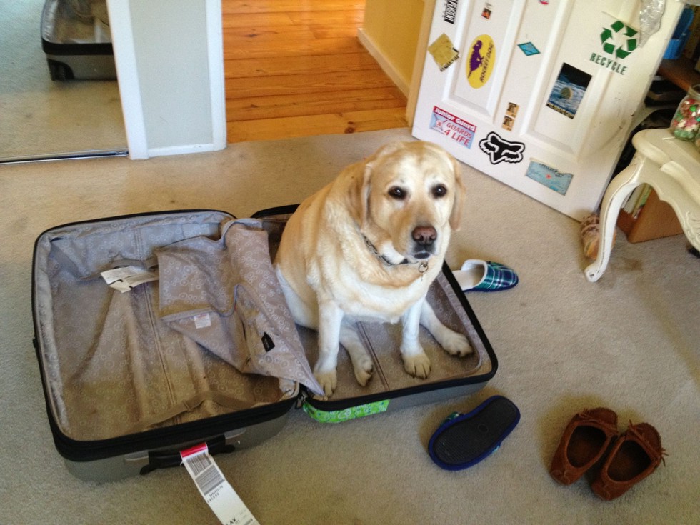 pets sitting in suitcase 7