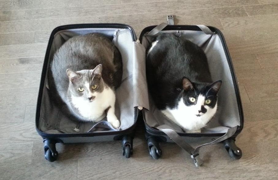 pets sitting in suitcase 8