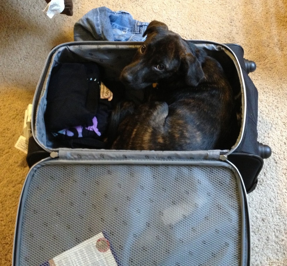 pets sitting in suitcase 9