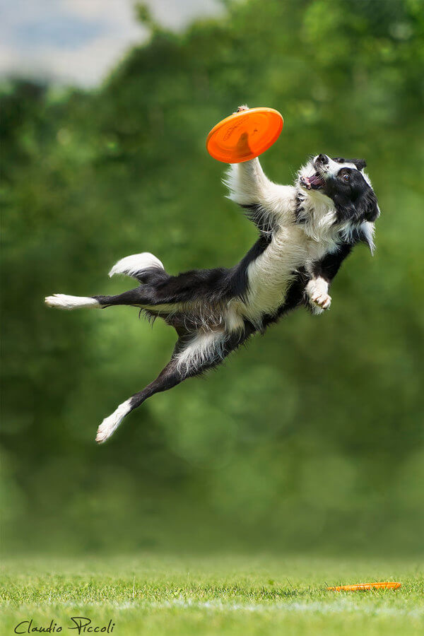 20 Pictures Of Flying Dogs That Will Give You Life