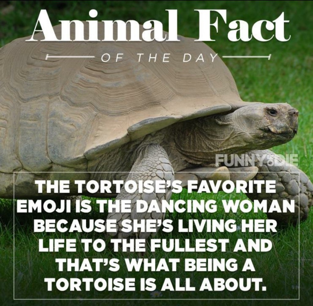 random fun facts animals