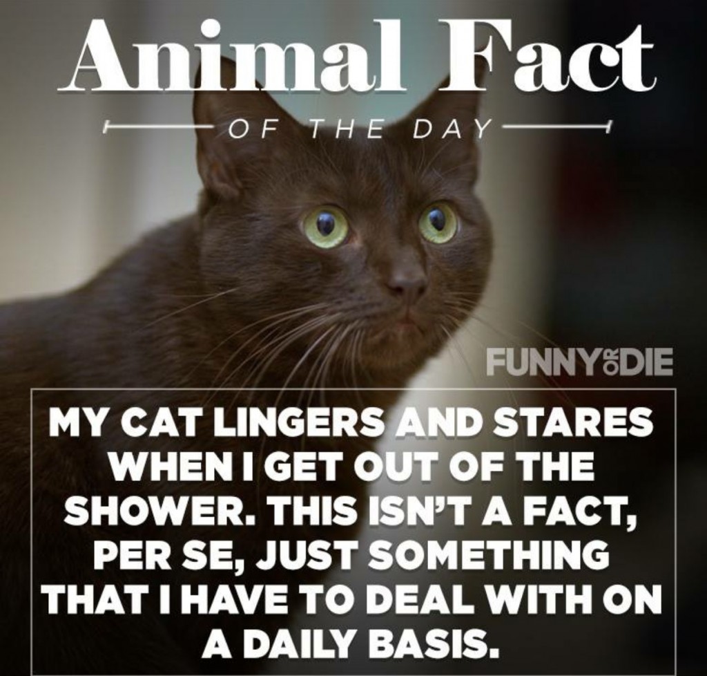 25 Funny Animal Facts That Might Make You Pee a Little