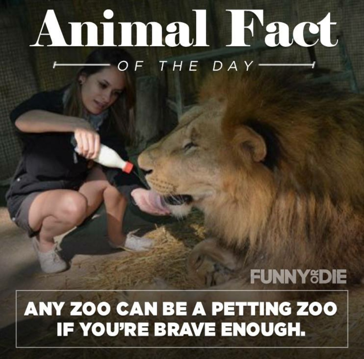 funny animal facts
