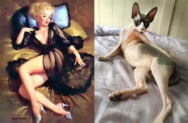 Cats that look like pin-up girls 7
