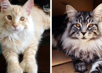 23 Giant Maine Coon Cats That Will Make You Feel Really Small