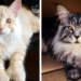 23 Giant Maine Coon Cats That Will Make You Feel Really Small