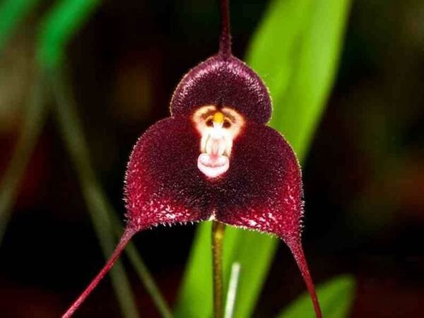 orchid species 2