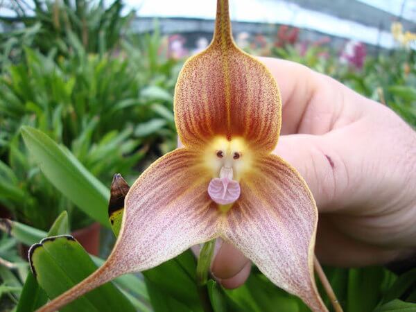 orchid species 4