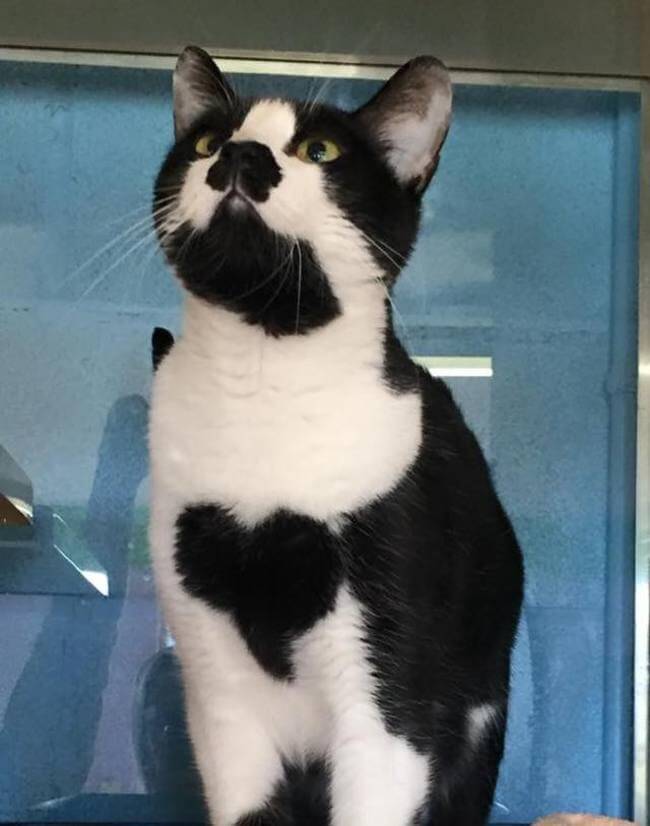 cat with heart 1