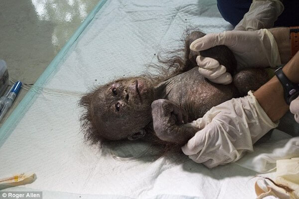 rescued baby orangutan 10