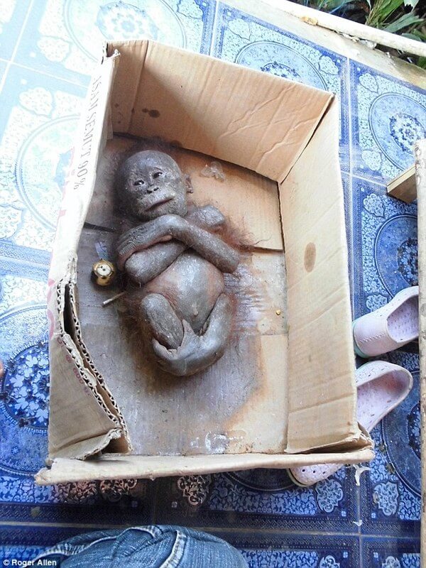 rescued baby orangutan 9