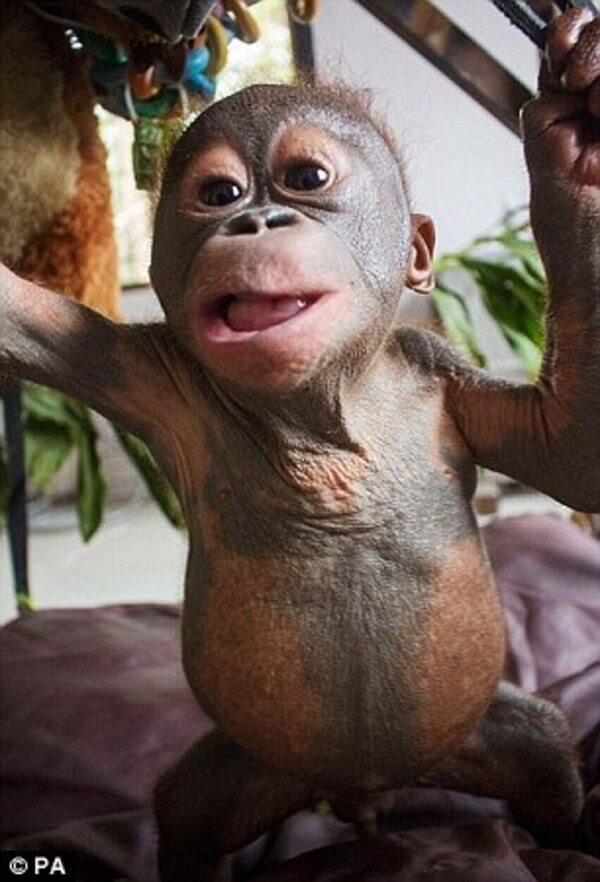 rescued baby orangutan 7