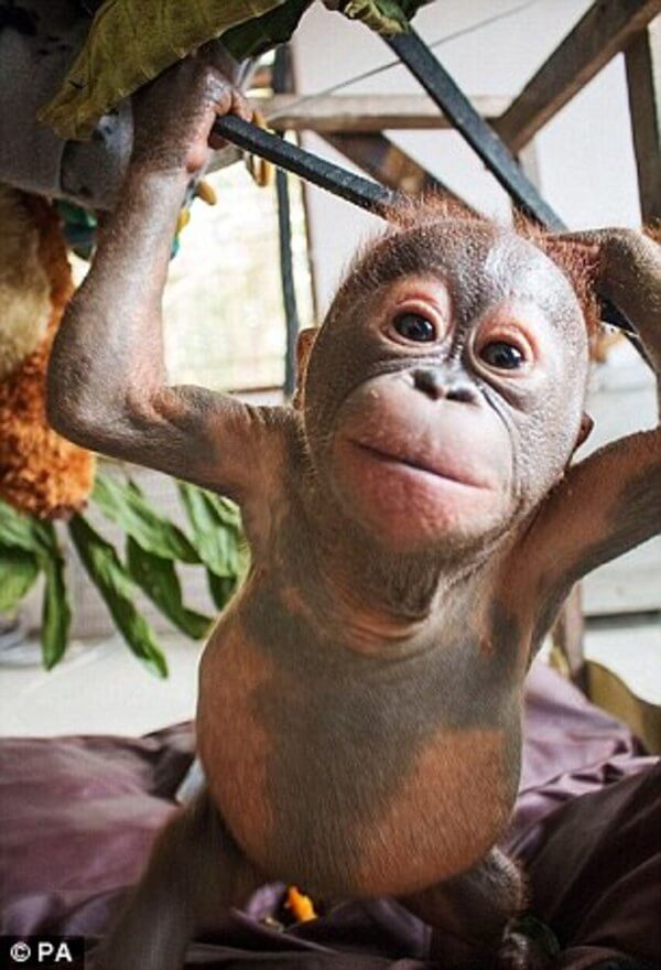rescued baby orangutan 6