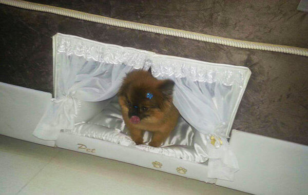 pet beds for dogs 3