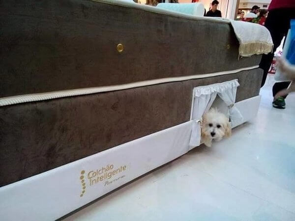 Little Bed For Your Pet 2