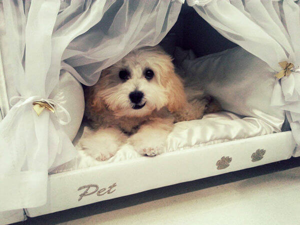 Little Bed For Your Pet 5