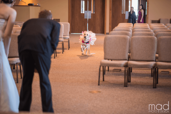 Bride And Her Service Dog 3